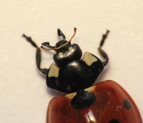 Réf. 67 360 : Coccinella septempunctata