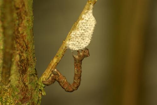 Diolcogaster sp.