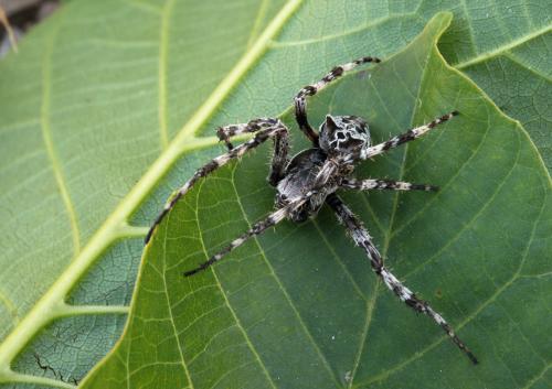 Réf. 67 142 : Araneus grossus