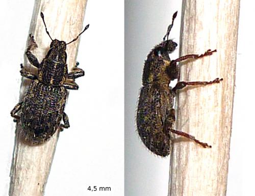 Réf. 67 160 : Sitona hispidulus