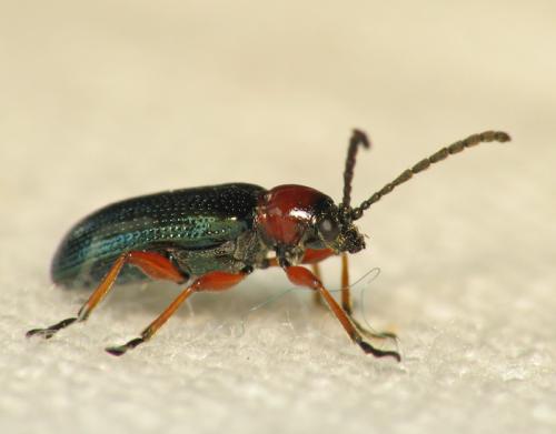 Réf. 67 445 : Oulema sp.