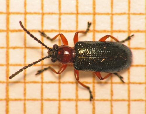 Réf. 67 446 : Oulema sp.