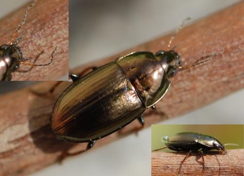 Réf. 67 972 : Amara aenea