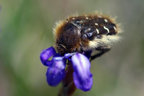 Réf. 67 186 : Tropinota sp.