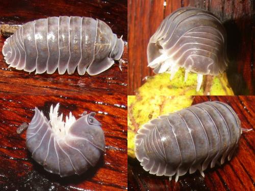 Cubaris sp.