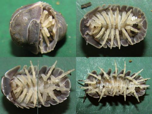 Réf. 67 699 : Cubaris sp.