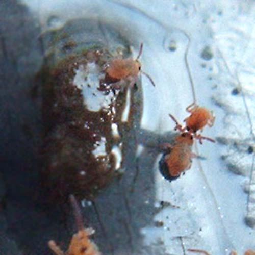 Réf. 67 494 : Stenacidia violacea