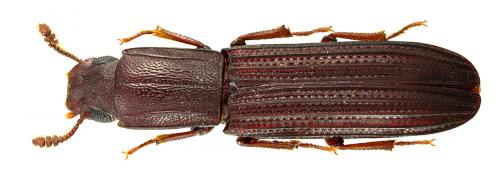 Réf. 67 670 : Colydium sp.
