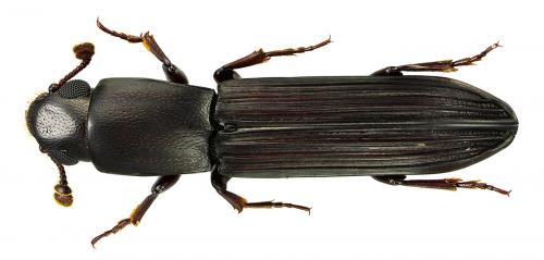 Sosylus sp.