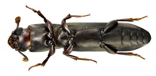 Sosylus sp.