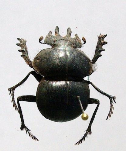 Anomiopsoides cavifrons