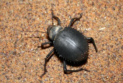 Prionotheca coronata