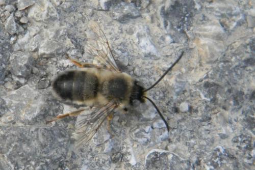 Réf. 67 200 : Eucera nigrilabris