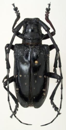 Anoplophora chinensis