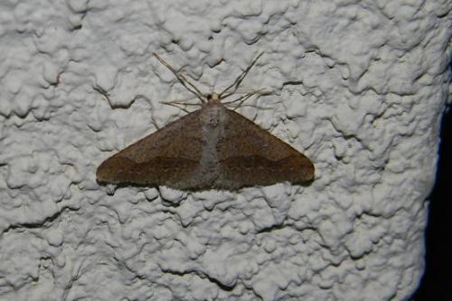 Réf. 67 136 : Agriopis marginaria