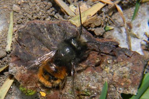 Osmia cornuta