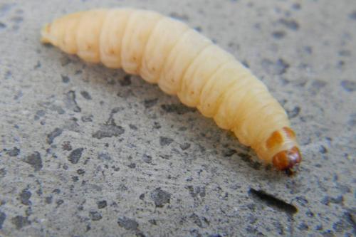 Galleria mellonella