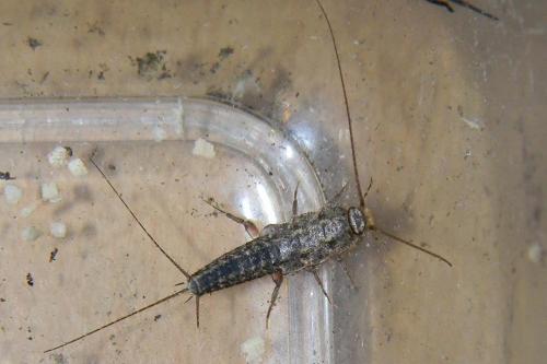 Ctenolepisma lineata