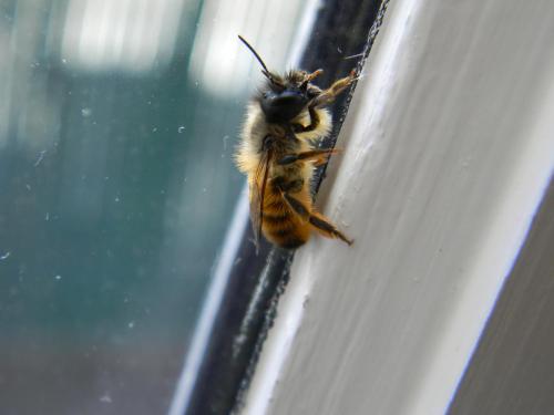 Réf. 67 767 : Osmia bicornis