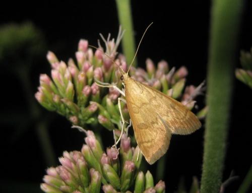 Réf. 67 734 : Udea fulvalis