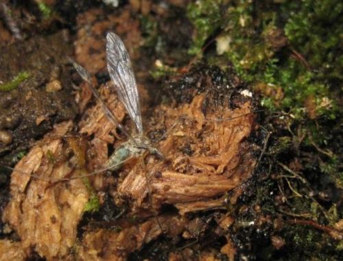 Tipula rufina