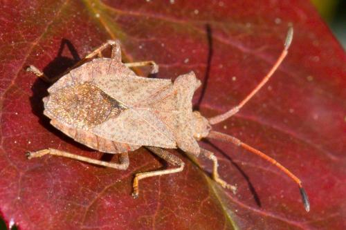 Réf. 67 751 : Coreus marginatus