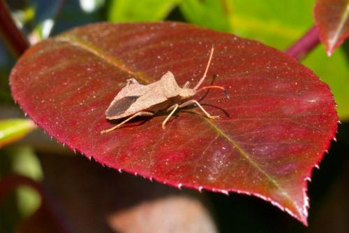 Réf. 67 752 : Coreus marginatus