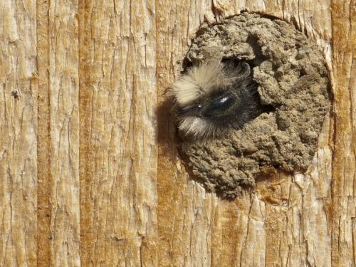 Osmia cornuta