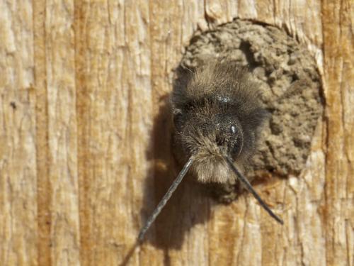 Osmia cornuta