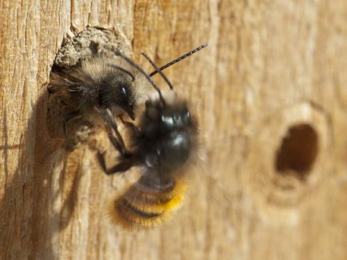 Osmia cornuta