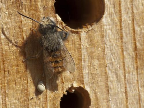 Osmia cornuta