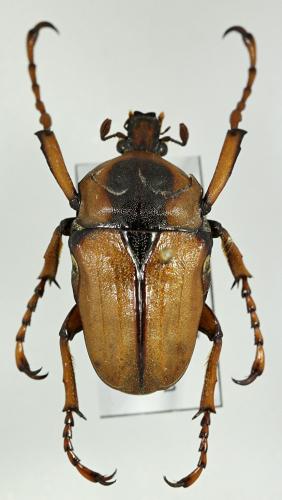 Cosmiomorpha decliva