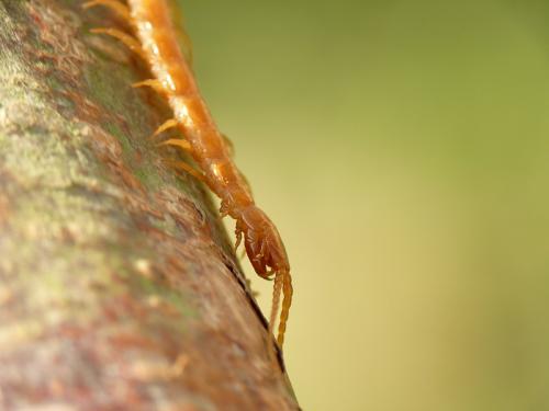 Cryptops anomalans