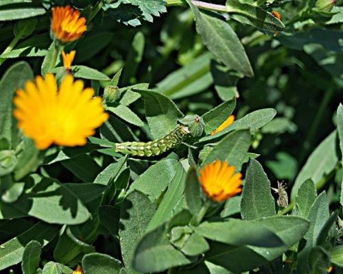 Réf. 67 045 : Cucullia calendulae