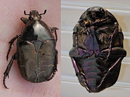 Réf. 67 365 : Potosia cuprea