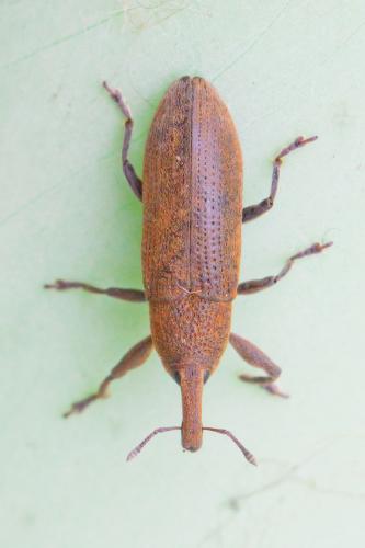 Réf. 67 625 : Lixus bardanae