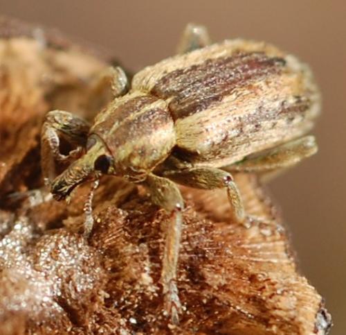 Réf. 67 438 : Hypera postica
