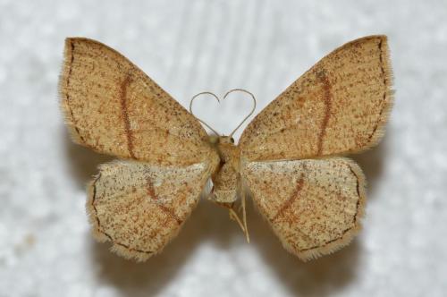 Réf. 67 322 : Cyclophora quercimontaria