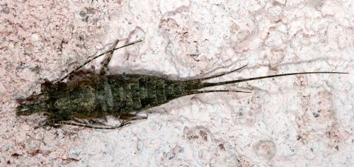 Lepismachilis notata