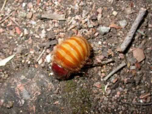 Pachypus candidae