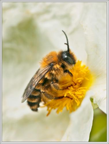 Dasypoda sp.