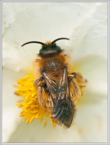 Dasypoda sp.