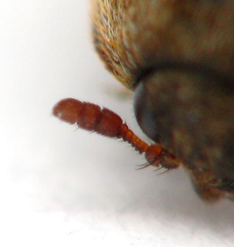 Anthrenocerus australis