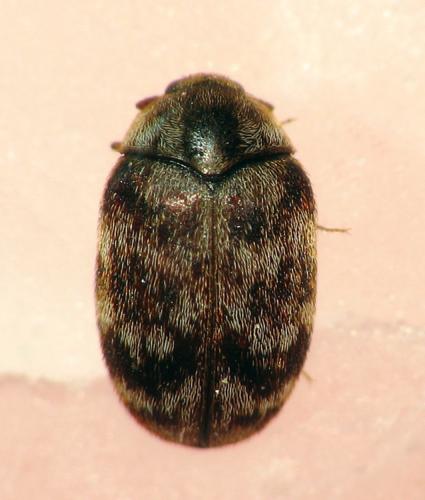 Anthrenocerus australis