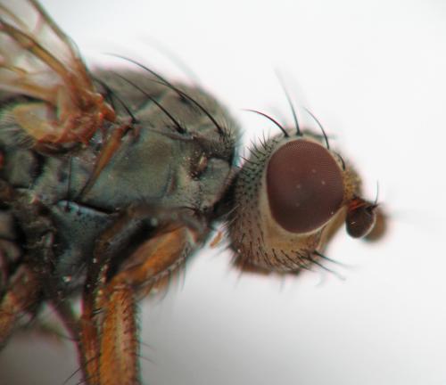 Heleomyza (serrata-captiosa)