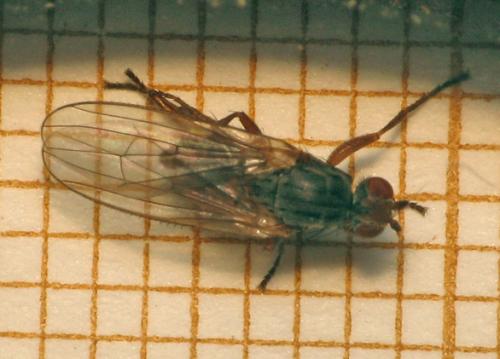 Heleomyza (serrata-captiosa)