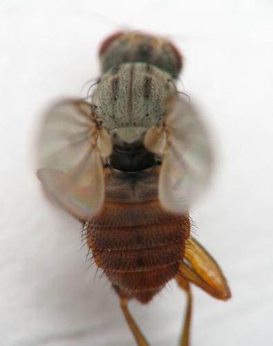 Heleomyza (serrata-captiosa)