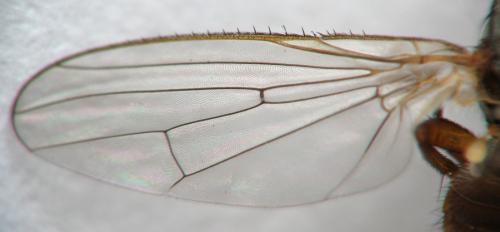 Heleomyza (serrata-captiosa)