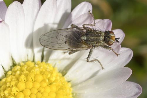 Scathophaga stercoraria