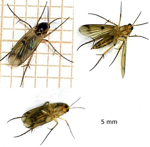Mycetophila sp.